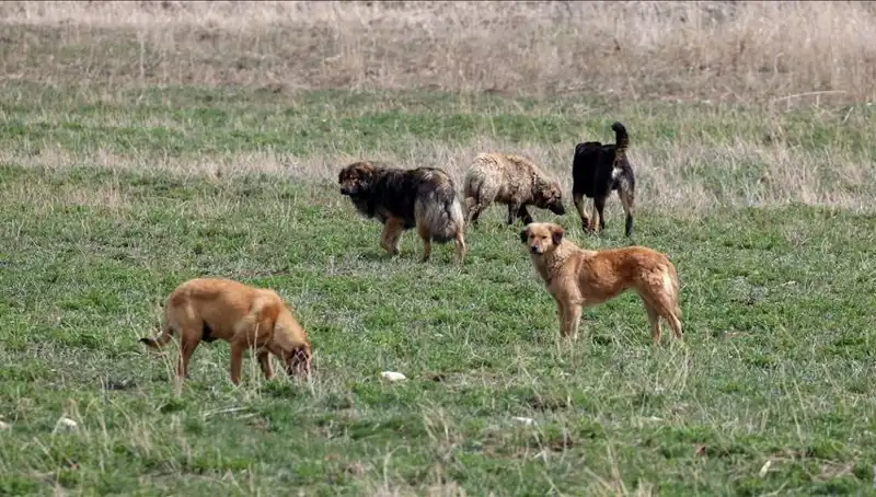 Ankara'da Sahipsiz Köpekler İçin Yeni Ceza Yasası: 71 Bin Lira Dikkat Çekiyor