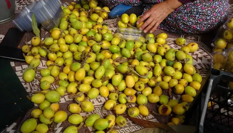 Muşmula Hasadı: 150 TL’den Alıcı Buluyor, Psikolojik Etkileri Neler?