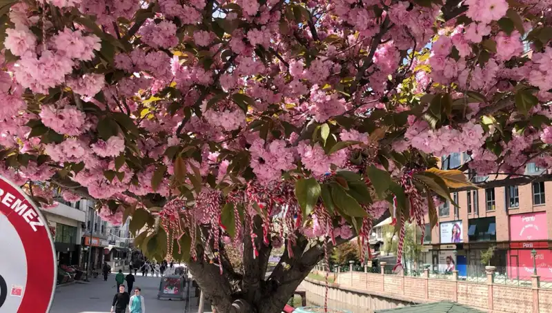 Süs Erik Ağaçları, Martenitsa ile Sevgi ve Umutla Şenleniyor