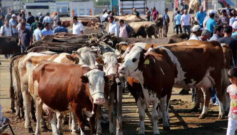 2025'te Kurbanlık Fiyatları: Büyükşehirlerde Canlı Kilo Fiyatları ve Öneriler