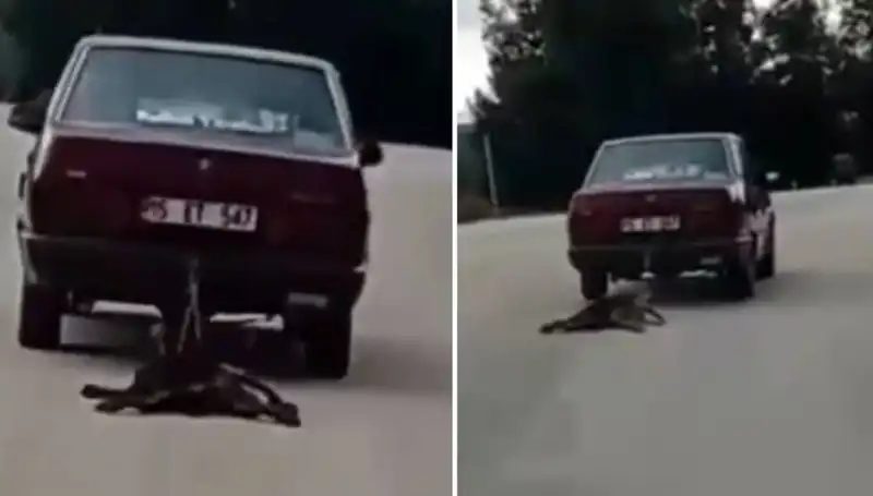 Otomobilin Arkasına Bağlanarak Sürüklenen Köpeğin Dramı