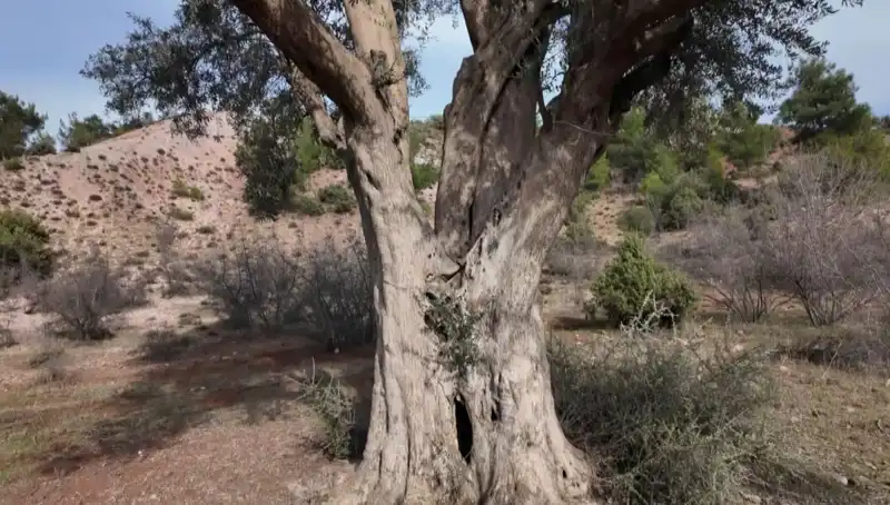 800 Yıllık Zeytin Ağacının İhtişamı: Koruma Sürecinin Psikolojik Etkileri