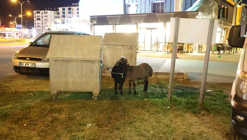 Mor Karaman Koyunları: Yola Düşüren Kader ve İnsan Psikolojisi Üzerindeki Etkileri