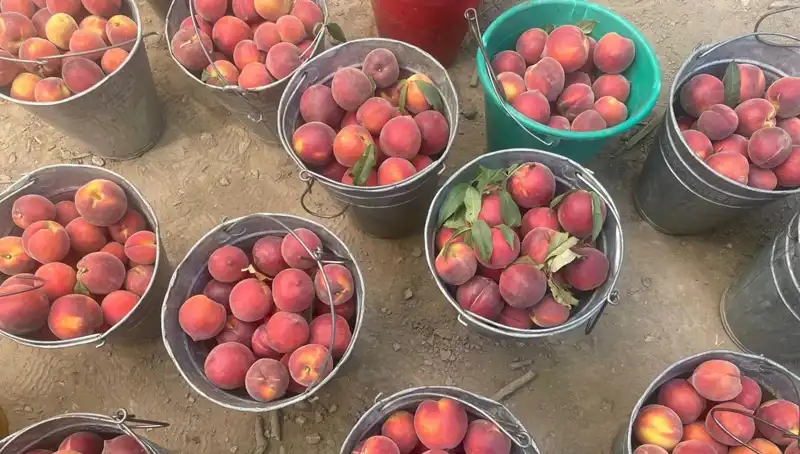 Çiftçiler Hasat Sezonunda Fiyatlardan Memnun: 100 Lira Kilogram Fiyatı!
