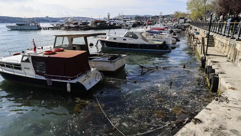 İstanbul’da Müsilaj Sorunu Yeniden Gündemde: Psikolojik Etkileri Neler Olacak?