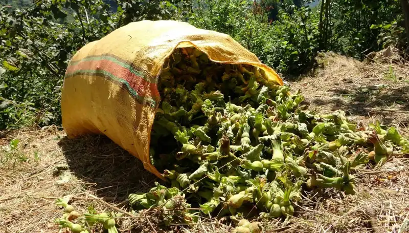 Giresun'da Fındık Hasadı Başladı: Psikolojik Etkileri ve Ekonomik Yansımaları