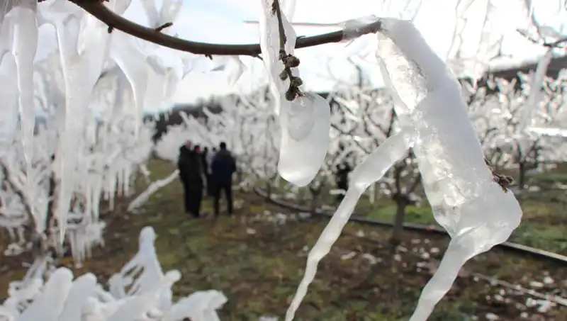 Soğuk Hava ile Mücadelede Öne Çıkan Yöntem: Dondurulmuş Ağaçlar