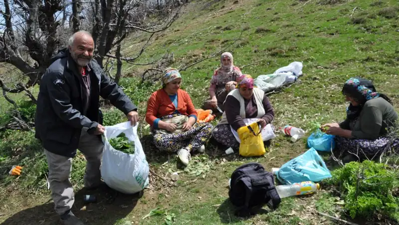 Yüzlerce Ailenin Geçim Kaynağı: 5 Saat Yürüyerek Toplanan Mantarlar