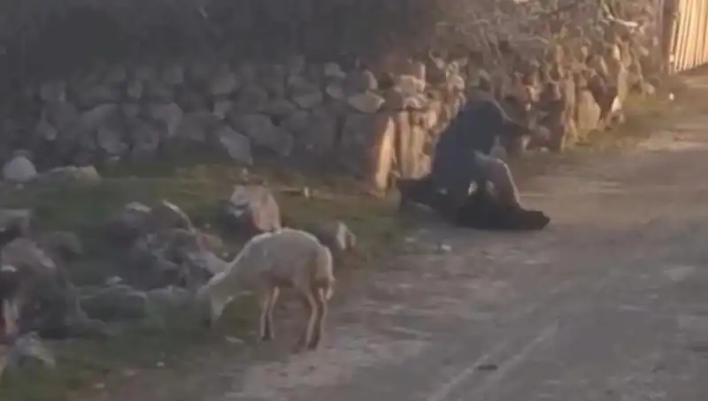Koyunlara Eziyet Eden Şahıs: Psikolojik Durumu Nedir?