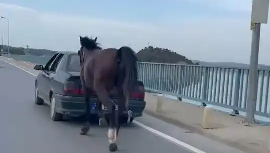 Adana'da At Zorbalığı: Psikolojik Etkileri ve Yasal Süreçler