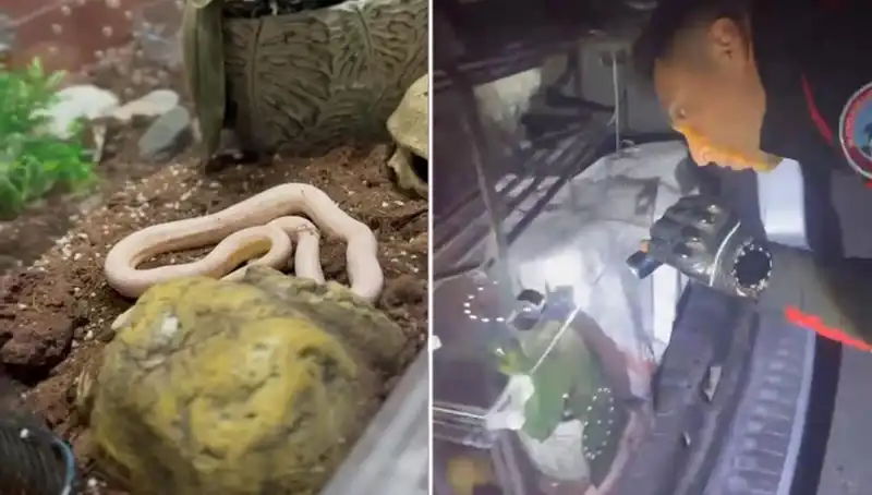 Aracın Arka Koltuğundan Çıkan Zehirli Yılanlar, Devriye Ekiplerini Şaşırttı!