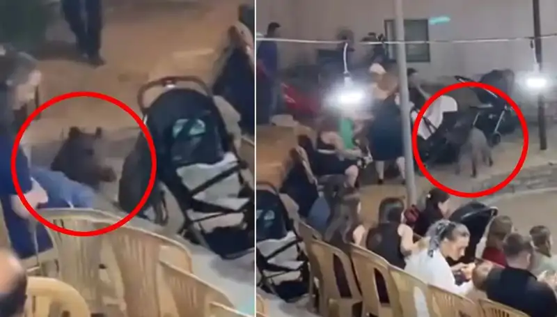 Düğün Töreninde Yaban Domuzu Sürprizi: Panic Anları