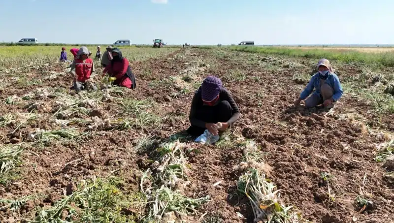 Rusya, Almanya ve İspanya'dan Gelen Antibiyotikler: Yeni Bir Dönem Mi Başlıyor?