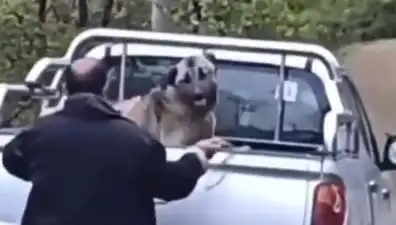 Trabzon’da Köpeği Halatla Döven Kişi: Psikolojik Etkiler ve Zihin Sağlığı Üzerine