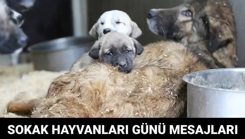 Dünya Sokak Hayvanları Günü: Bilinçlenmenin ve Yardımseverliğin Önemi