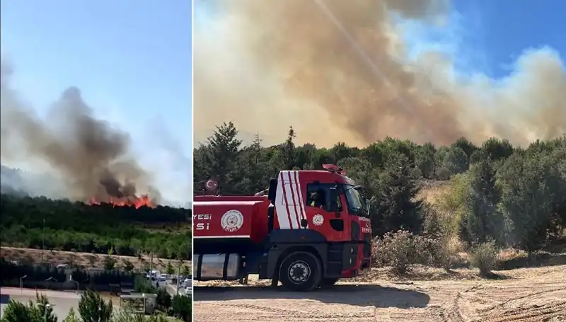 Gebze Orman Yangını: Psikolojik Etkileri ve Toplumsal Dayanışma