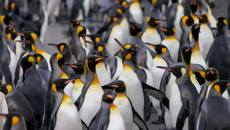 Gümrük Vergisi Şoku: Penguenler ve Trump'ın Açık Hava Politikaları!
