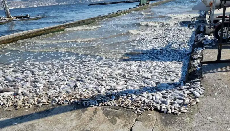 İzmir Körfezi’ne Psikolojik Destek ve Sonuçları: Yeni Yaklaşımlar