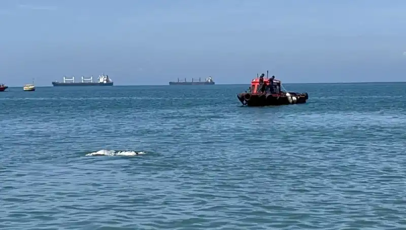 Denizin Ortasında Angus Şaşkınlığı: Psikolojik Etkileri ve Duygusal Yansımaları