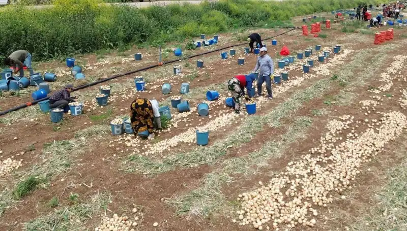 Aylardır Beklenen Soğan Hasadı Başladı: Fiyatlar Düşüşte!