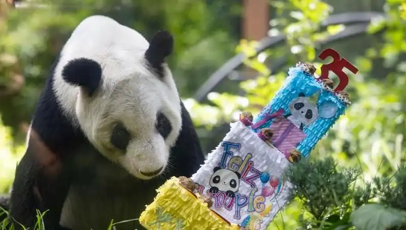 Dev Panda Xin Xin, 35 Yaşında Yaşama Sevincini Paylaşıyor!