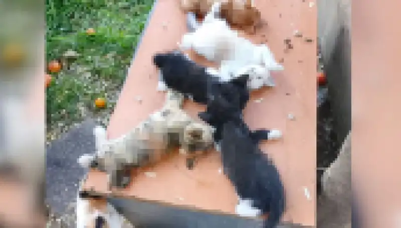 Bursa'da Yavru Kedi Katliamı: Sekiz Can Hayatını Kaybetti!