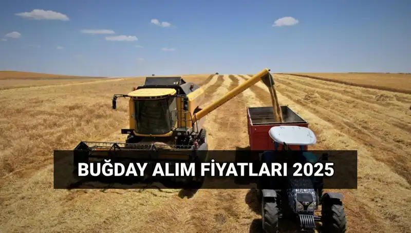 2025 Buğday Alım Ücretleri: TMO Bu Fiyatları Ne Zaman Yatıracak?