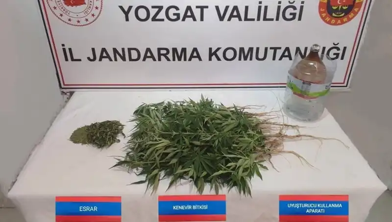 Yozgat’ta Şok: 40 Kök Kenevir Ele Geçirildi, Psikolojik Etkileri Neler?