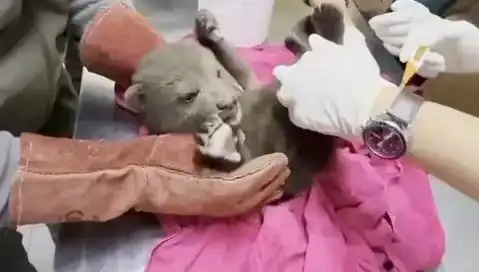Karabük'te Yavru Bozayı Bulundu: Doğa Koruma Projeleri Bu Durumda Ne Anlama Geliyor?