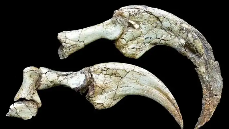 Gobi Çölü’nde İki Parmaklı Dinozor Türü Keşfi: Bilim Dünyasını Sarsan Gelişme!