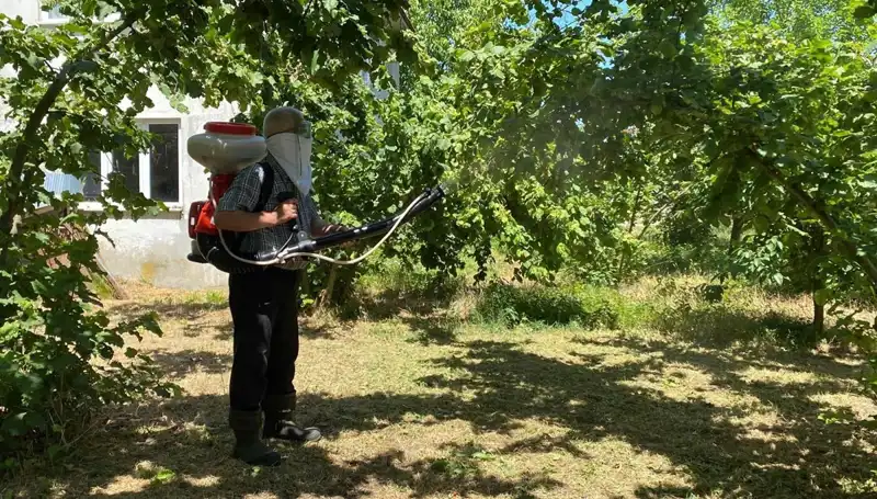 Çiftçilerin Mücadelesi: Kükürt ve Samuray Arısının Hayat Kurtaran Etkisi