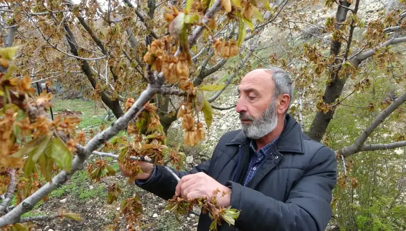 Zirai Don, Albastı Kirazı Üreticilerini Zor Durumda Bıraktı