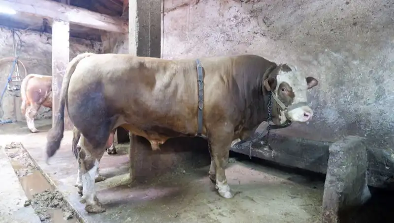 1 Ton 200 Kilo Ağırlığındaki İkizler: Psikolojik Etkileri ve Fiyatı