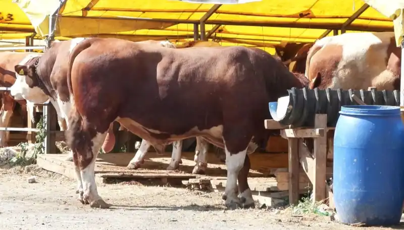 Kurban Pazarlarında Duygusal Heyecan: Alışverişten Psikolojik Etkilere